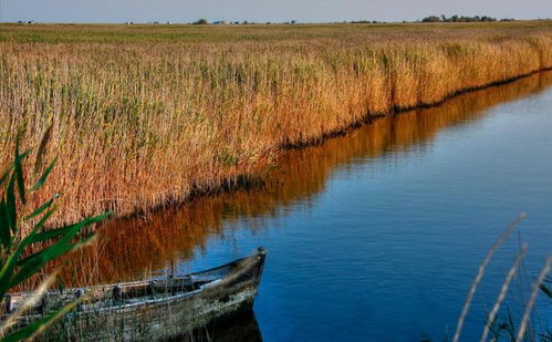 星象與現實 獅子座的熾熱之愛與治水之路